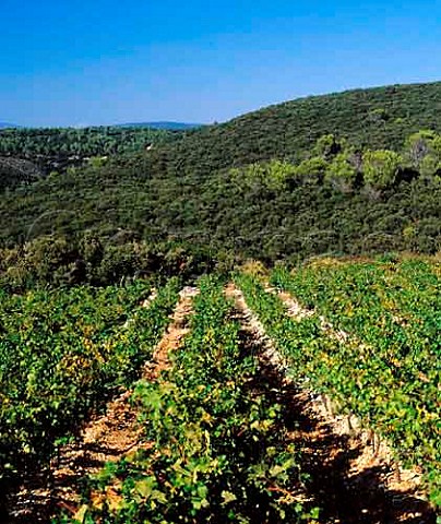 Vineyard of Domaine la Grange des Pres   Aniane Hrault France