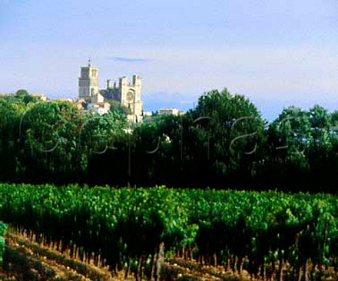Bziers cathedral viewed over vineyard   Hrault France    Languedoc