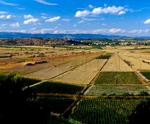 Vineyards around the edge of the Etang de Montady   viewed from the slopes of Oppidum dEnsrune   near Bziers Hrault France    Languedoc