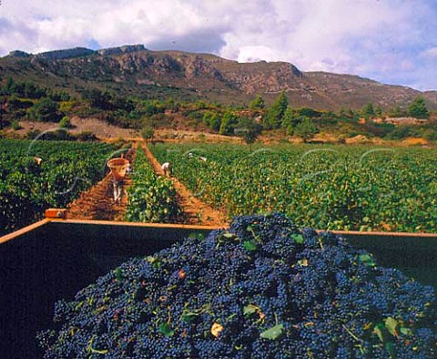 Harvesting Syrah grapes for the Mont Tauch   cooperative Tuchan Aude France   Fitou
