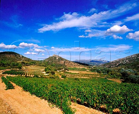 Vineyards near Tuchan Aude France      Fitou  Corbires