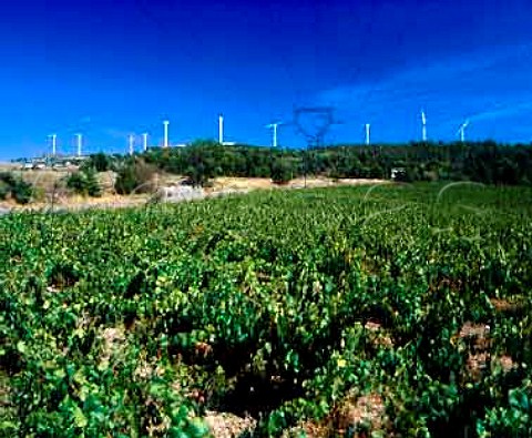 Vineyard with wind turbines on the ridge beyond  Lassac Aude France   Cabards
