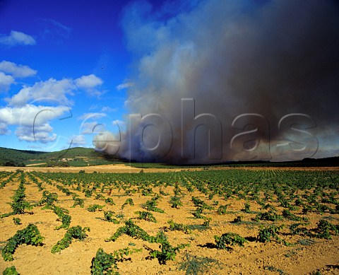 Garrigue fire threatening vineyards near Montsret   Aude France   Corbires  Terroir de Boutenac