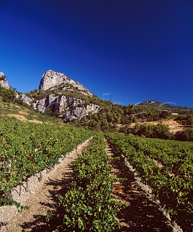 Vineyard below the Dentelles de Montmirail at   Lafare near BeaumesdeVenise Vaucluse France   BeaumesdeVenise  Ctes du RhneVillages