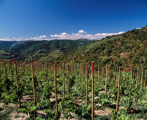 New Syrah vineyard in the hills behind Tournon   Ardche France   StJoseph