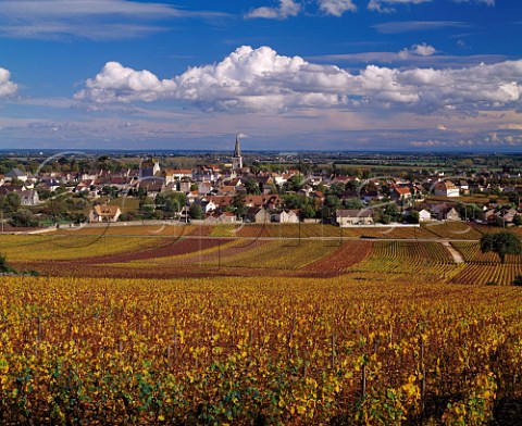 View over Les Grands Charrons vineyard at Meursault Cte dOr France   Cte de Beaune