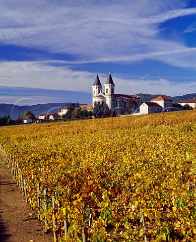 Autumnal Gamay vineyard by the village and church of   RgniDurette Rhne France  Rgni  Beaujolais