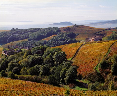 Autumnal Gamay vineyards high in the hills above   Chiroubles Rhne France   Chiroubles  Beaujolais