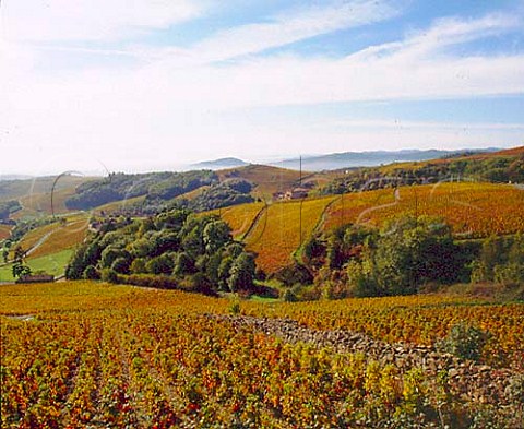Autumnal Gamay vineyards high in the hills above   Chiroubles Rhne France   Chiroubles  Beaujolais