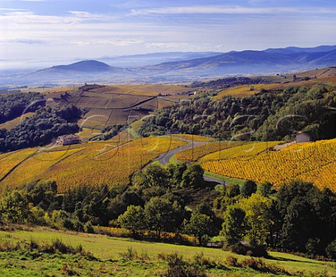 Autumnal Gamay vineyards high in the hills above   Chiroubles  the view also includes vineyards of   Morgon and Rgni     Rhne France   Chiroubles  Morgon  Rgni  Beaujolais