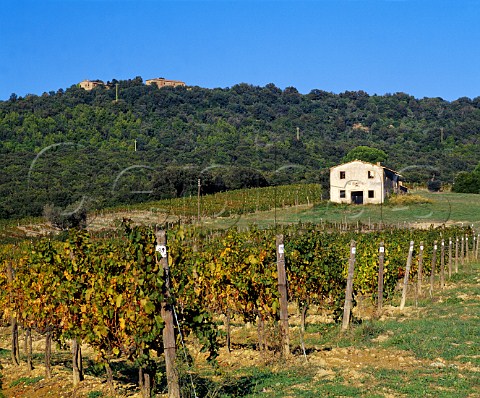 The Masseto vineyard Merlot of   Tenuta dellOrnellaia Bolgheri Tuscany Italy