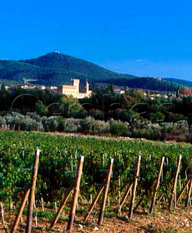 View over Cabernet Franc vineyard of   Tenuta dellOrnellaia to the walled village of   Bolgheri Tuscany Italy   Bolgheri