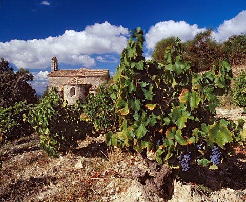 Vineyard of Chteau de StCosme by the 12thcentury chapel from which the property is named  Gigondas Vaucluse France