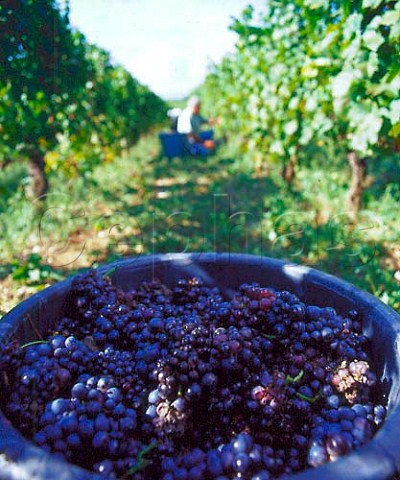 Harvesting Gamay grapes in vineyard of   Edmond Jacquin Jongieux Savoie France     Vin de SavoieJongieux