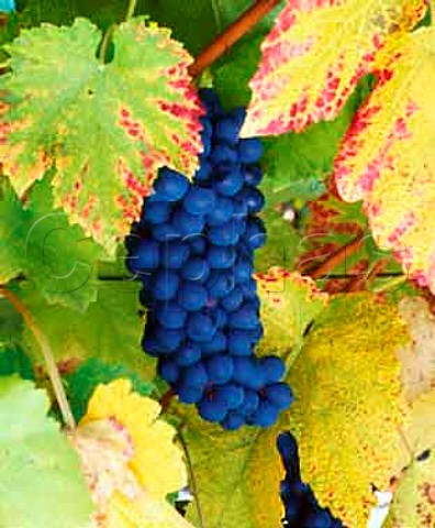 Mondeuse grapes in vineyard of Edmond Jacquin   Jongieux Savoie France