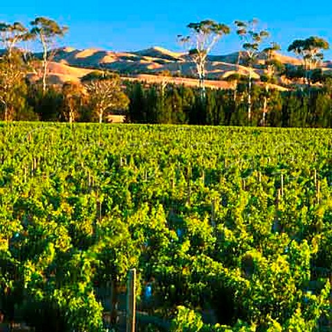 Vineyard of Vavasour in the Awatere Valley   Marlborough New Zealand