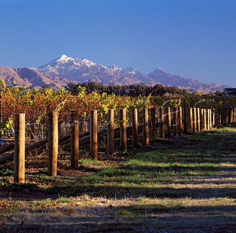 Vineyard of Vavasour in the Awatere Valley with   Mount Tapuaenuku in the distance   Marlborough New Zealand