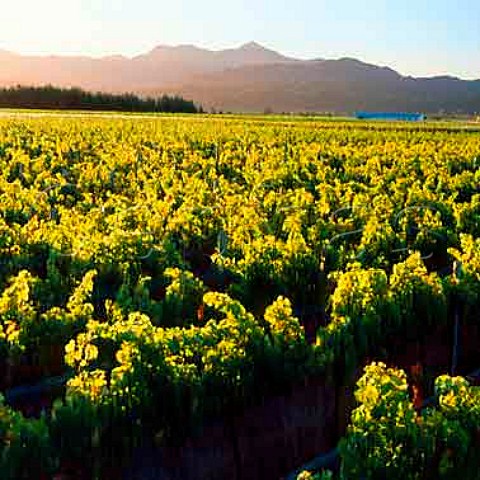 Vineyard of Seresin Estate Marlborough   New Zealand