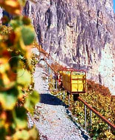 A crmaillre in use during the harvest to transport   boxes of grapes up the steep hillside   Chamoson Valais Switzerland