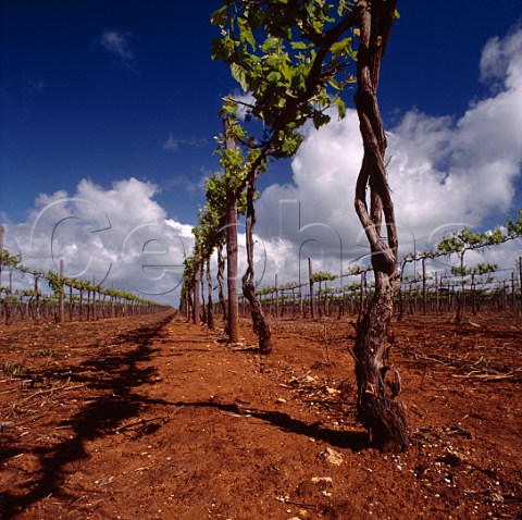 Vineyard on the red soil clay loam on limestone of Coonawarra South Australia