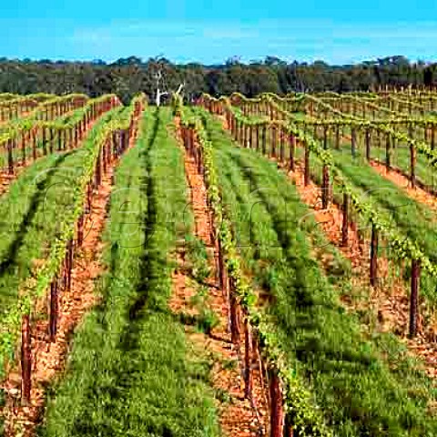 Vineyard of Pat Tocaciu near Naracoorte   South Australia    Wrattonbully