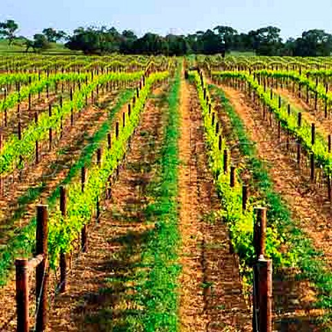 Vineyard near Mount Benson South Australia  Mount Benson