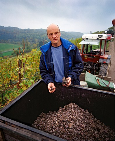 Egon Mller with botrytised Riesling grapes   in the Scharzhofberg vineyard Wiltingen Saar   Germany  Mosel