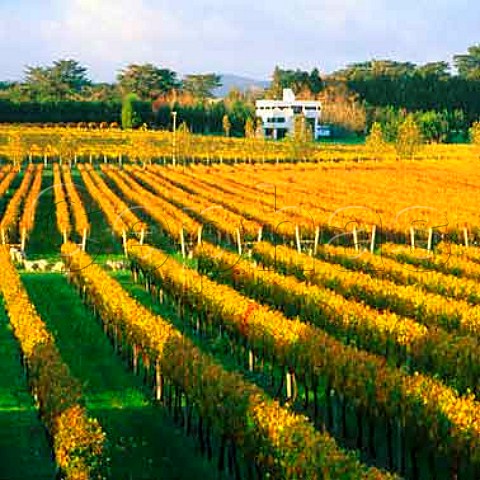 Autumnal Waitakere Road vineyard of Kumeu River   Wines Kumeu New Zealand    Kumeu