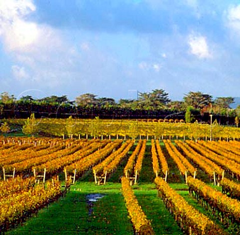 Autumnal Waitakere Road vineyard of Kumeu River   Wines Kumeu New Zealand    Kumeu
