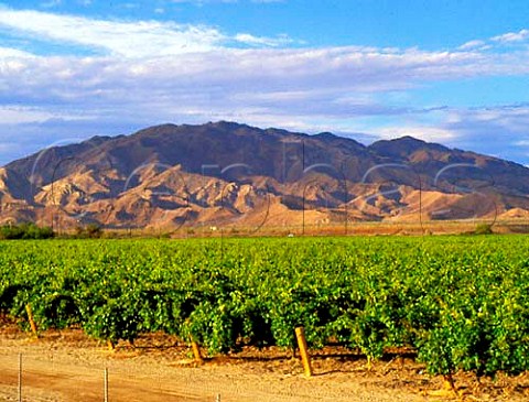 Vineyard at the foot of the Santa Rosa Mountains   Rabbit Peak 6666 feet near Salton Sea   Riverside Co California