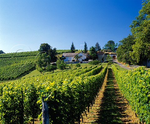 Vineyard of Domaine Bellegarde Monein   PyrnesAtlantiques France  Juranon