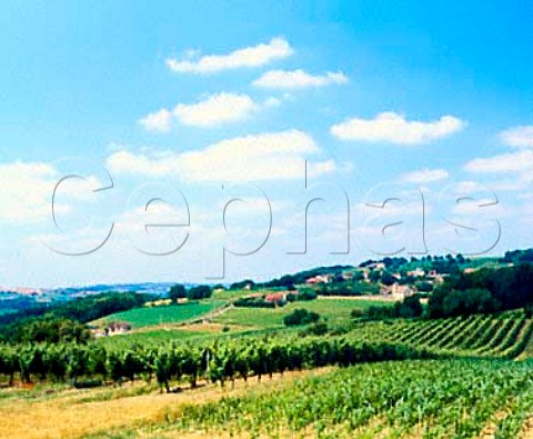 Vineyards at Arross PyrnesAtlantiques France   Madiran