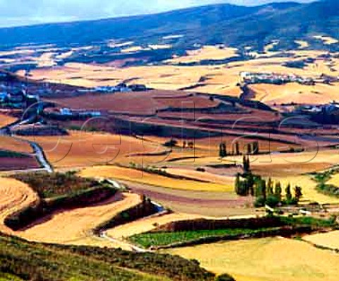 Small vineyard amidst the barley fields   Aorbe Navarra Spain    Navarra