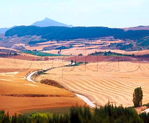 Vineyards amidst the barley fields near Aorbe   Navarra Spain                   Navarra