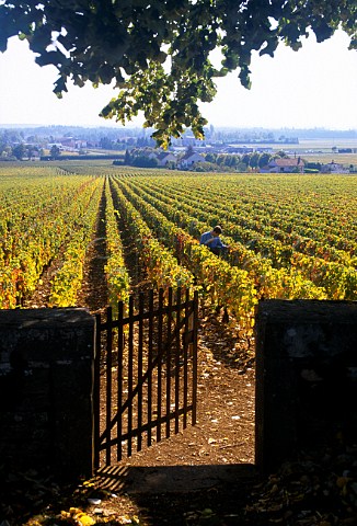 Gate in the wall of Louis Latours Les Chaillots vineyard AloxeCorton Cte dOr France