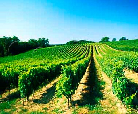 Vineyard at Cutxan Gers France    Ctes de Gascogne  Armagnac