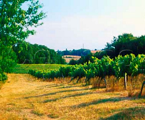 Vineyard at Ste ChristiedArmagnac   near Nogaro Gers France   Ctes de Gascogne  Armagnac