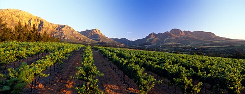 Blauwklippen Vineyards Stellenbosch   South Africa