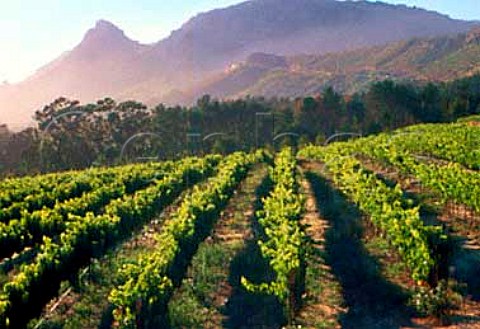 Steenberg vineyards Constantia   South Africa    Constantia