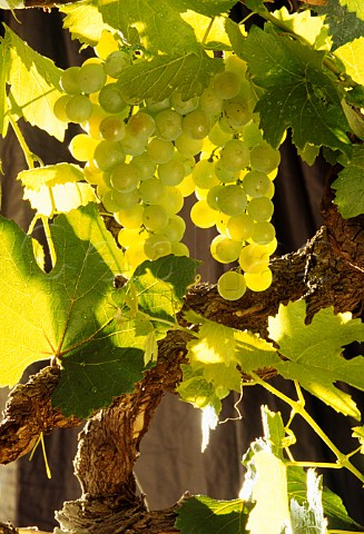 Muscat of Alexandria grapes   Other names for this variety are   Hanepoot Moscatel de Setubal  Zibibbo Moscatel
