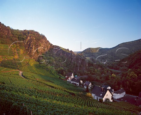Vineyard at Mayshoss in the Ahr Valley Germany   Ahr