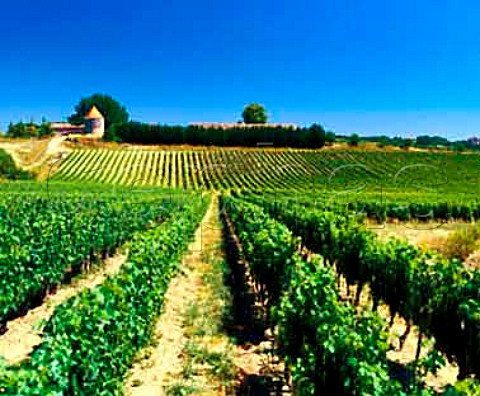 Vineyard at Puisseguin Gironde France    PuisseguinStmilion  Bordeaux