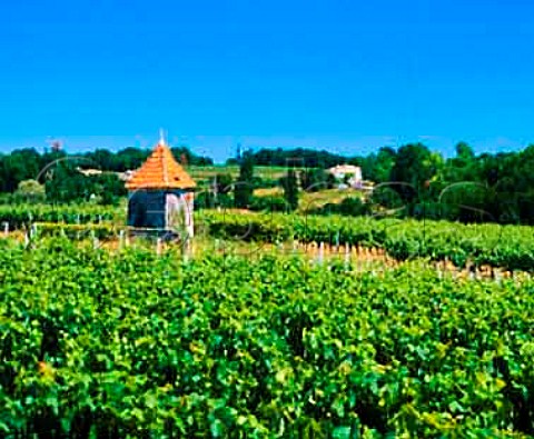 Vineyard near FontMuret Gironde France         MontagneStmilion