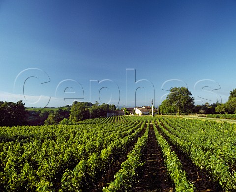 Vineyard at Chteau du Breuil StAignan   Gironde France        Fronsac