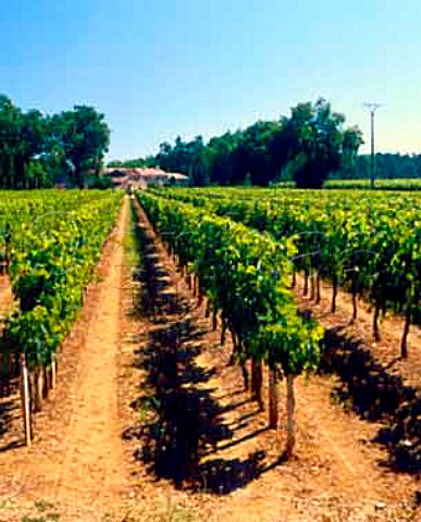 Vineyard at Tourtirac near Gardegan Gironde   France       Ctes de Castillon