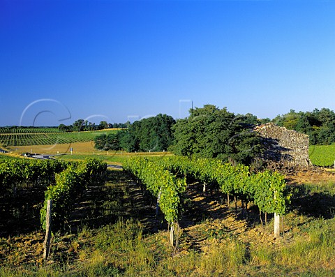 Vineyard at StSulpicedePommiers Gironde France   EntreDeuxMers