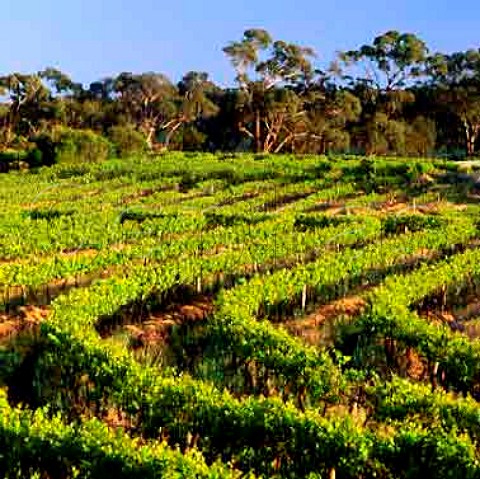Contourplanted vineyard on Mountadam estate   Eden Valley South Australia