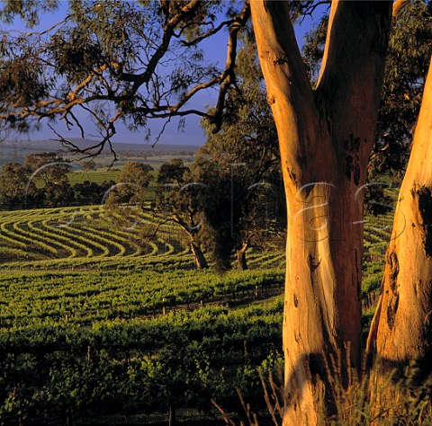 Contourplanted vineyard on the Tollana Woodbury Estate  Eden Valley South Australia