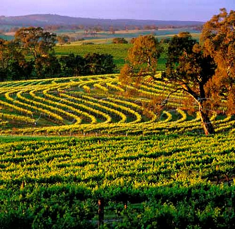 Contour planted vineyard on the Tollana Woodbury Estate Eden Valley South Australia