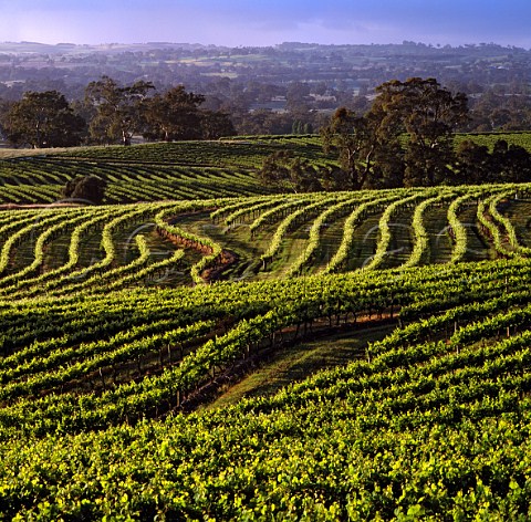 Contour planted vineyard on the Tollana Woodbury Estate Eden Valley South Australia